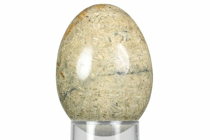 Polished Oligocene Fossil Coral Egg - Philippines #356295